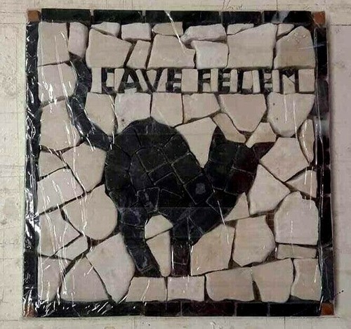 Attenti gatto cave felem - al,